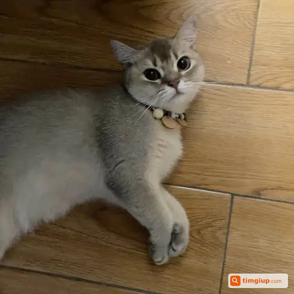 Mèo Thất Lạc Cần Tìm Giúp, Mong Mọi Người Chia Sẻ
