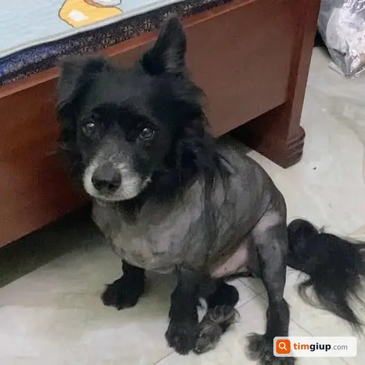 Tìm Chó Thất Lạc, Mất Nhiều Ngày, Ai Thấy Xin Báo Giúp