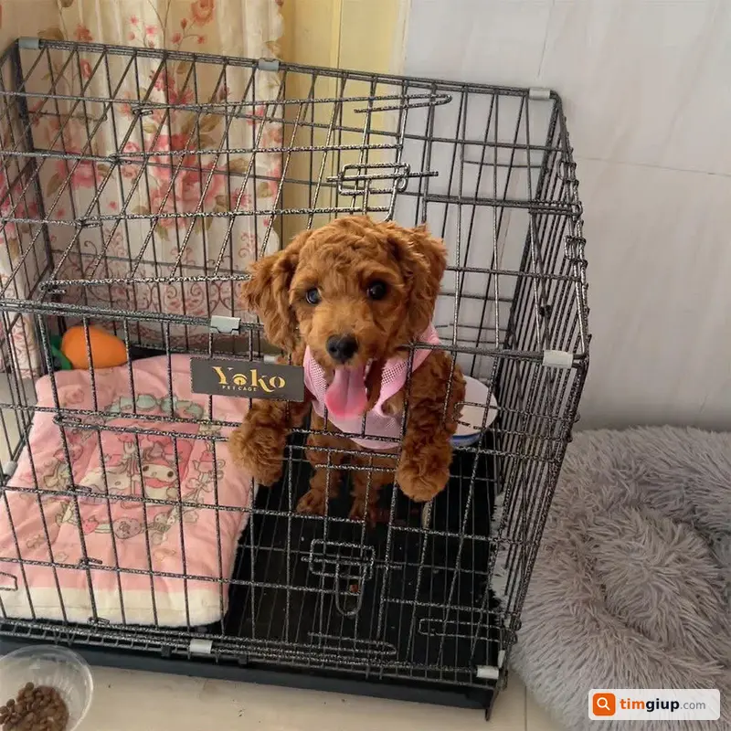 Tìm chó Poodle đực tên Bom lạc khu Gigamall Thủ Đức