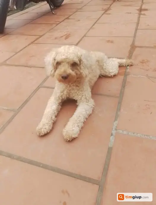 Tìm Chó Poodle Đực Thất Lạc Tại Xuân Phương, Hà Nội