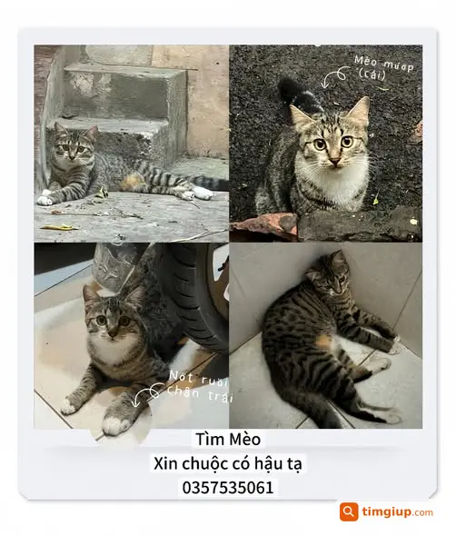 Mèo Cái Yếm Trắng Thất Lạc Tại Khu Vực Láng Hạ, Hà Nội