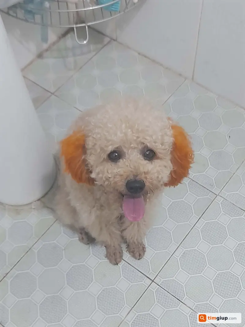 Tìm chó Poddie Happi lông nâu lạc tại TP Sơn La