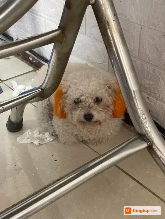 Poodle Trắng Tai Nhuộm Cam Lạc Vào Nhà Tại Đường Bạch Mai