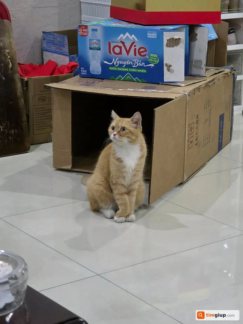 Tìm Mèo Anh Lông Ngắn Tên Vàng Thất Lạc Ở Bình Tân