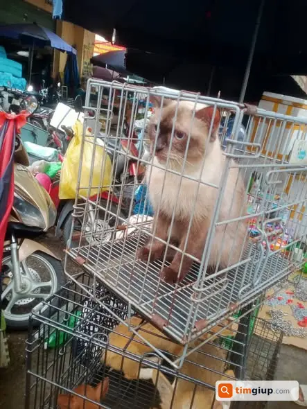 Hỗ trợ nhận nuôi thú cưng tại chợ phiên Hà Đông ngày 21/5