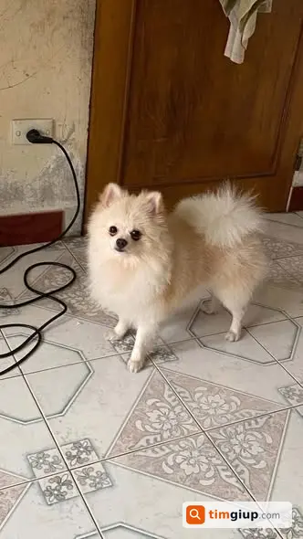 Tìm chó Phốc Sóc trắng vàng nhạt lạc ngõ 28 Võ Chí Công, Hà Nội
