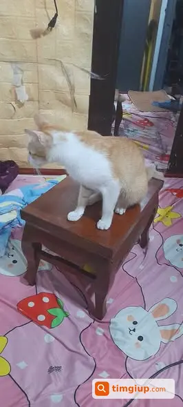 Ảnh 2