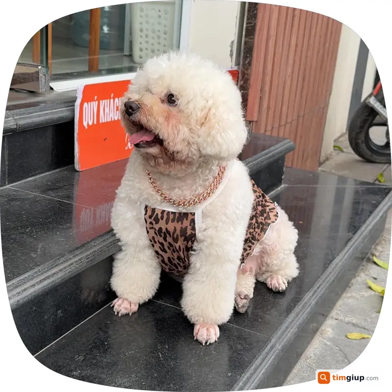 Tìm chó Poodle Bông lạc tại Mạc Thái Tổ, Nam Trung Yên - Hà Nội