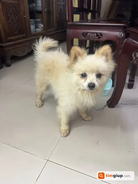 Tìm chủ cho 2 bé mèo được cứu tại Nghĩa Trang Mai Dịch