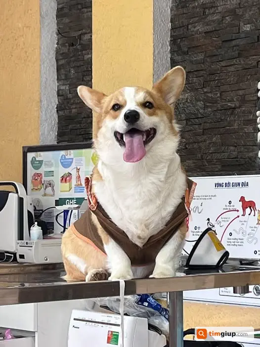 Tìm chó Cori đực tên Go bị lạc ở Phước Lợi, gần Tùng Nguyên