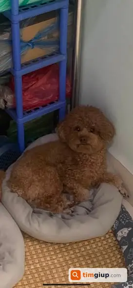 Tìm Chó Poodle Tiny Màu Nâu Thất Lạc Tại Trường Lâm, Long Biên