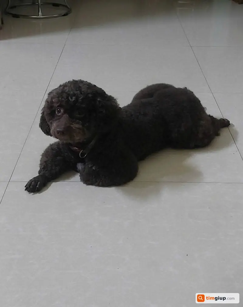 Tìm chó Poodle nâu sôcôla lạc tại đường An Đà, Hải Phòng