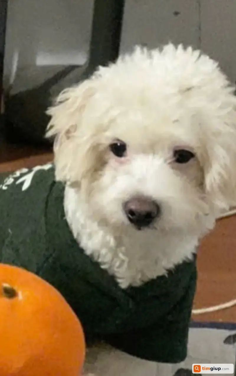 Tìm chó Poodle tên Sữa bị lạc tại huyện Hoài Đức, Hà Nội