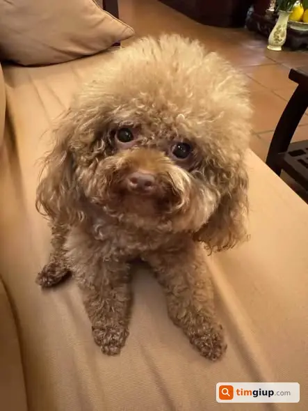 Tìm Chó Poodle Kakao 9 Tuổi Thất Lạc Cần Mọi Người Giúp
