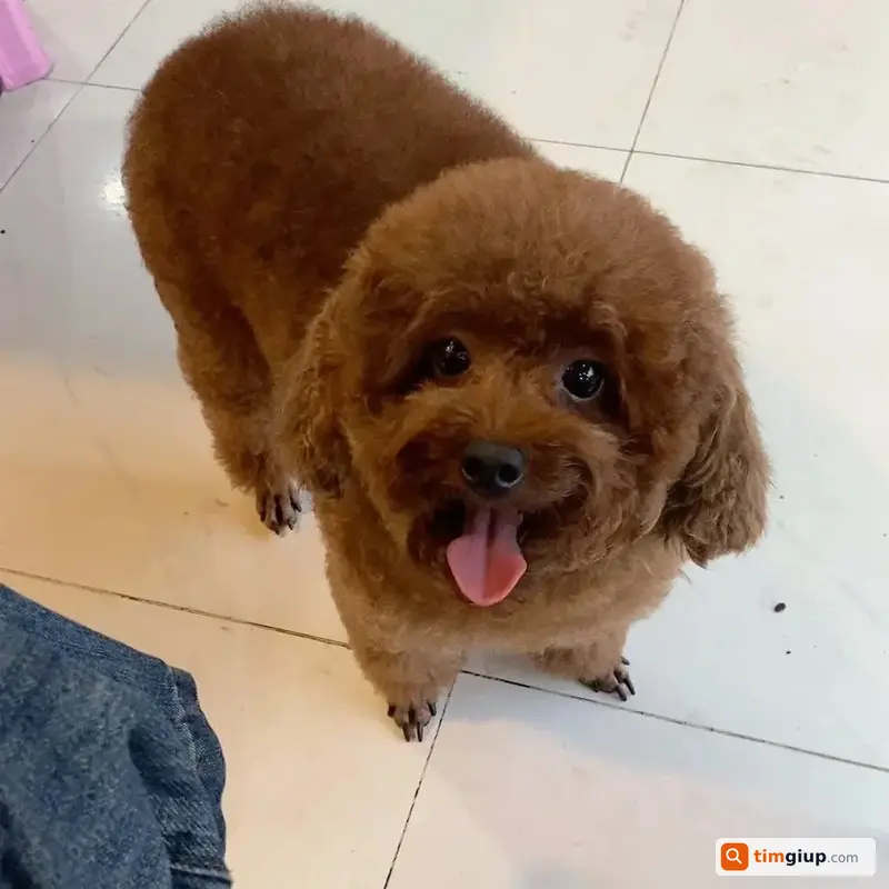 Tìm Chó Poodle Cái Tên Sen Thất Lạc Tại Nguyễn Oanh, Gò Vấp