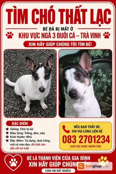 Tìm Chó Pía Thất Lạc Sau Hơn 20 Ngày, Mong Được Báo Tin