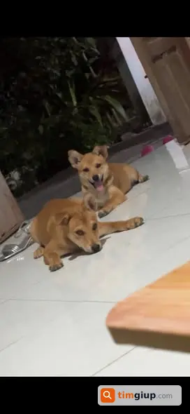 Tìm chó Milu lai Shiba vàng lạc Quận 7, gần cầu Him Lam TP.HCM
