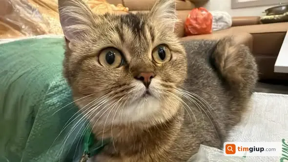 Tìm mèo cái tabby tên Ben lạc khu Quán Sứ Hoàn Kiếm Hà Nội
