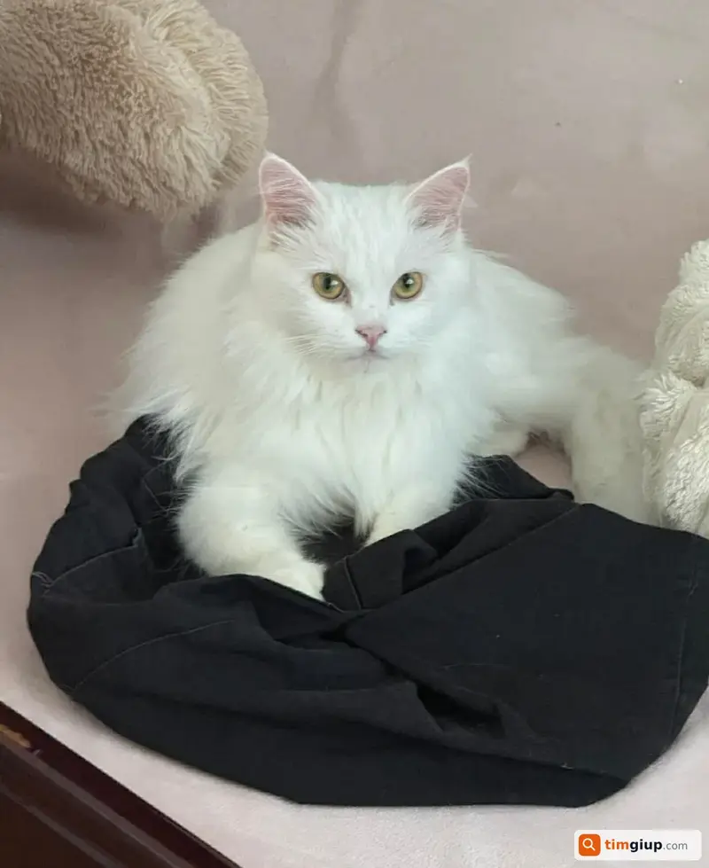 Tìm mèo Anh lông dài màu trắng lạc tại Quận 10, TP.HCM