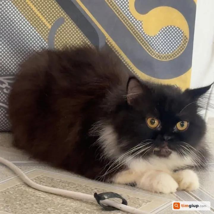 Tìm mèo tên Mun bị lạc tại Quận Tân Bình, TP.HCM