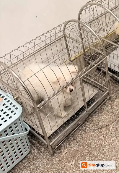 Tìm chó Phốc Sóc thất lạc tại Phạm Tuấn Tài, Hà Nội