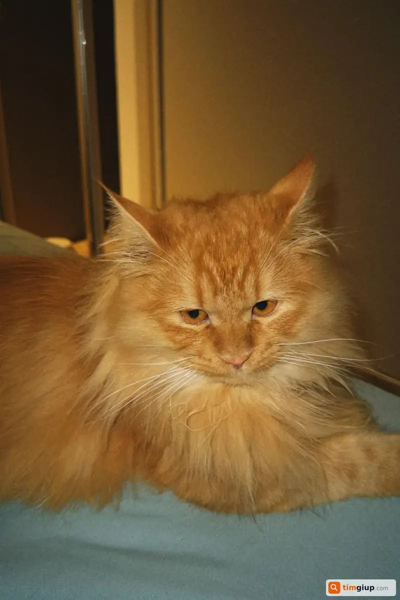 Tìm mèo Anh lông dài màu cam tên Simba lạc tại Quận 12, TP.HCM