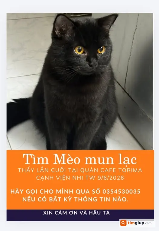 Tìm mèo mun lông ngắn lạc tại khu La Thành gần Viện Nhi TW