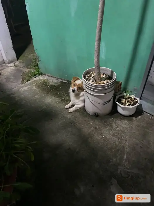 Tìm Chó Thất Lạc Tại Khu Bùi Đình Tuý, Bình Thạnh
