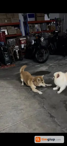 Tìm chó Shiba màu vàng lạc tại Quang Trung, Gò Vấp