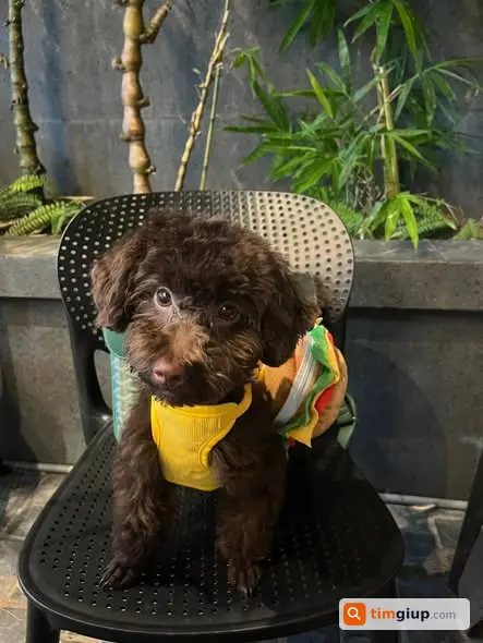 Tìm Chó Poodle Đực Tên Pun Thất Lạc Tại Phố Hồng Tiến