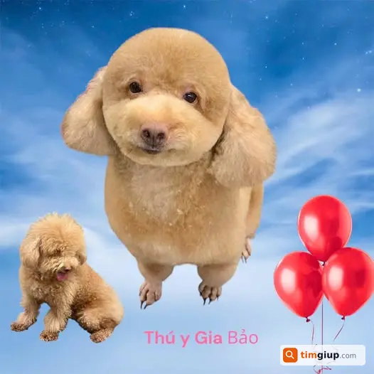 tìm chó Poodle lông vàng nâu thất lạc tại Phước Bình, Q9