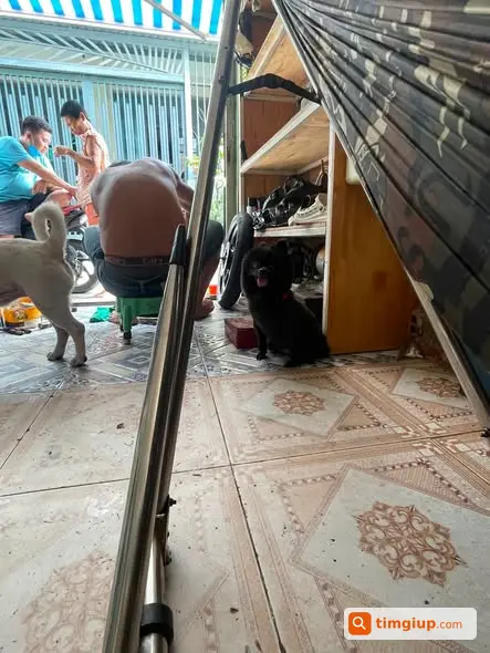 Nhặt Được Thú Cưng, Ai Mất Liên Hệ Khu Vực Bình Tân