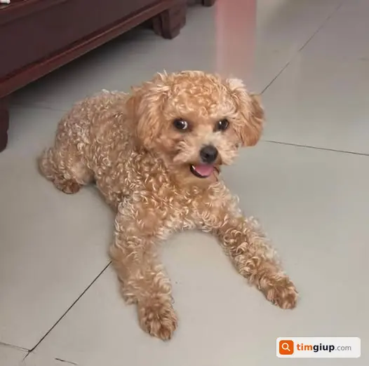 Tìm chó Sâm Bổ Lượng lạc tại hẻm 96 Lý Tự Trọng, Cần Thơ