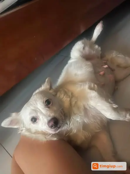 Chó Lang Thang Ở Nghĩa Trang Triều Châu Tìm Chủ Nhận Lại