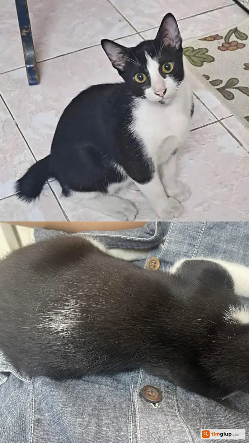 Tìm bé chó tên Đen thất lạc tại Quận 5, TP.HCM