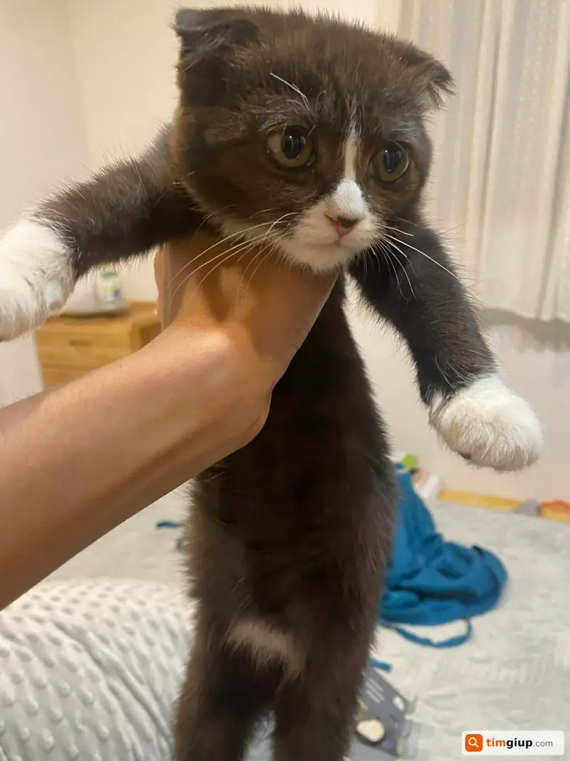 Tìm mèo lạc tên Mọt tại phường Hồng Hải, Hạ Long, Quảng Ninh