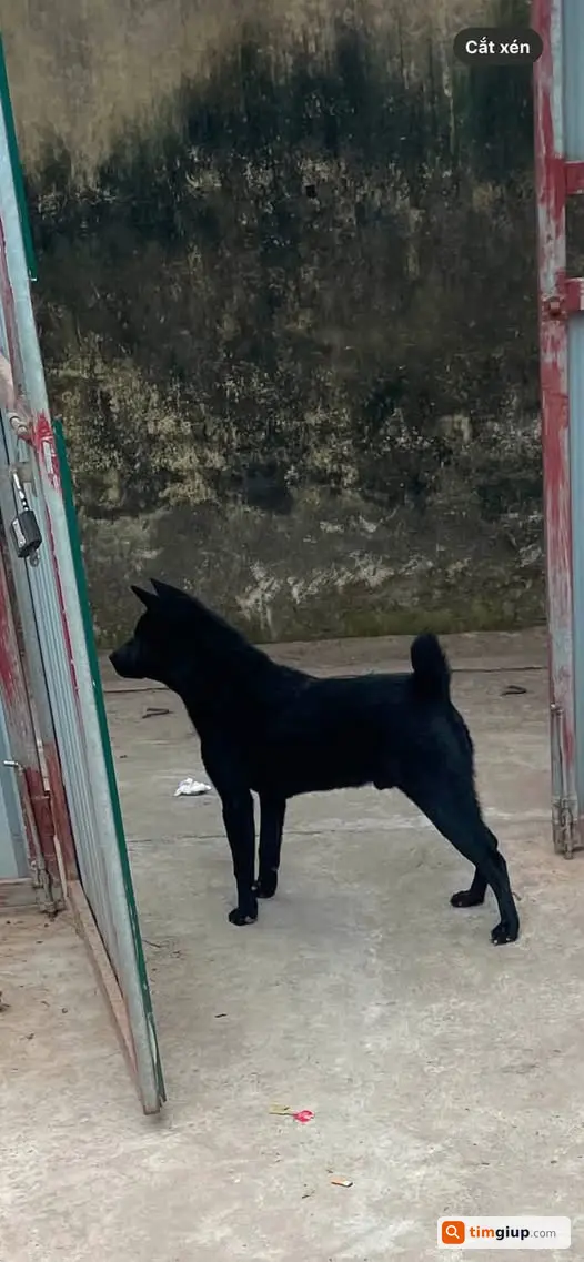 Tìm Chó Thất Lạc Sáng Nay, Ai Thấy Xin Liên Hệ Giúp