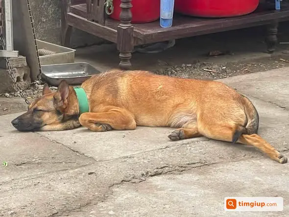 Chó Nick Thất Lạc Tại Phương Quế - Liên Phương, Hà Nội