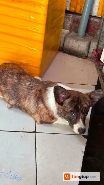 Tìm Chó Lai Corgi Tên Đốm Thất Lạc Tại Trung Hoà, Cầu Giấy