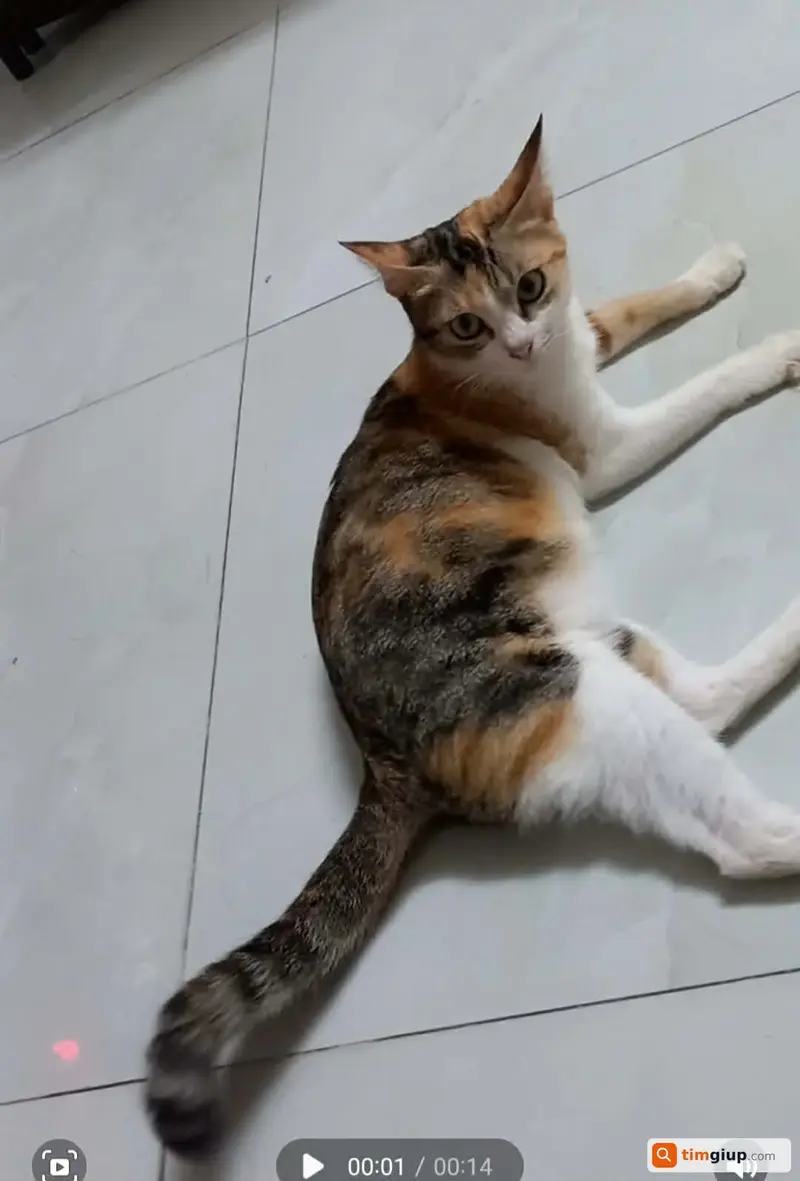 Tìm bé mèo tam thể tên Cọp thất lạc tại Quận Bình Tân, TP.HCM