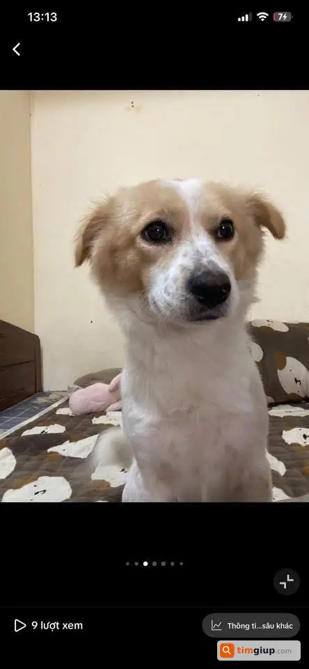 Tìm chó đực Nhật lai Bắc Kinh lạc ở Gia Lâm Hà Nội