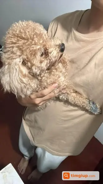 Chó Poodle Gần 3kg Thất Lạc Tại Đường 70, Thanh Trì