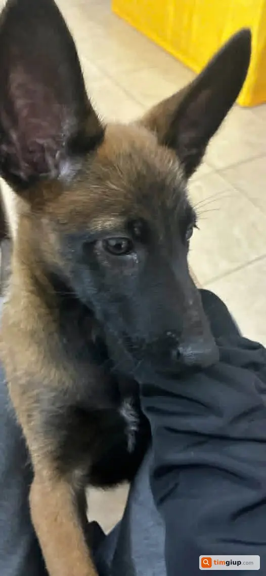 Tìm chó Malinois tên Vodka bị lạc từ Long Biên về Hà Nam