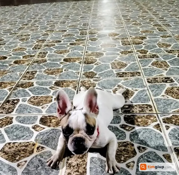 Tìm Chó Bull Pháp Cái Thất Lạc Tại Phường Long Bình, Tp.hcm