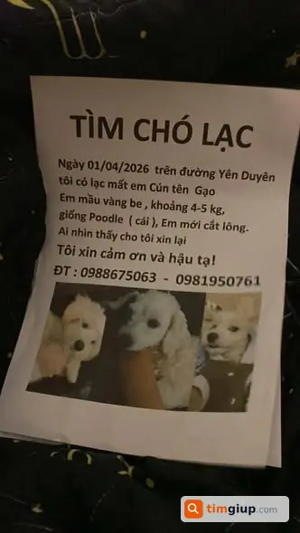 Tìm chó Poodle lai vàng be lạc từ ngày 1/4