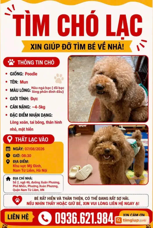 Mèo Mun Thất Lạc Tròn 1 Tháng, Mong Được Đón Về