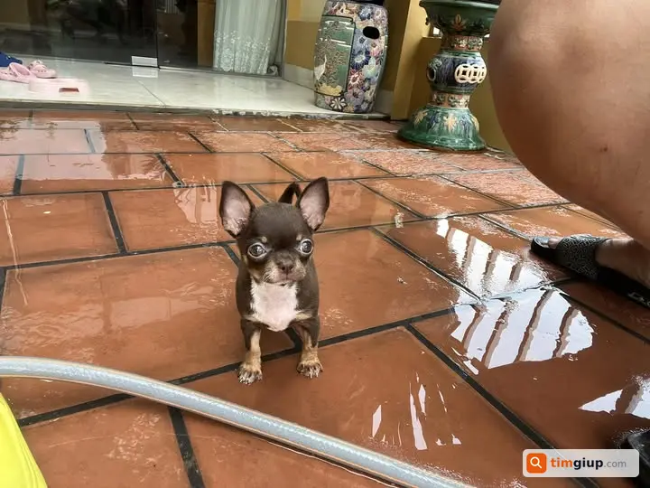 Tìm chó Chihuahua lạc tại công viên Nghĩa Đô, Hà Nội