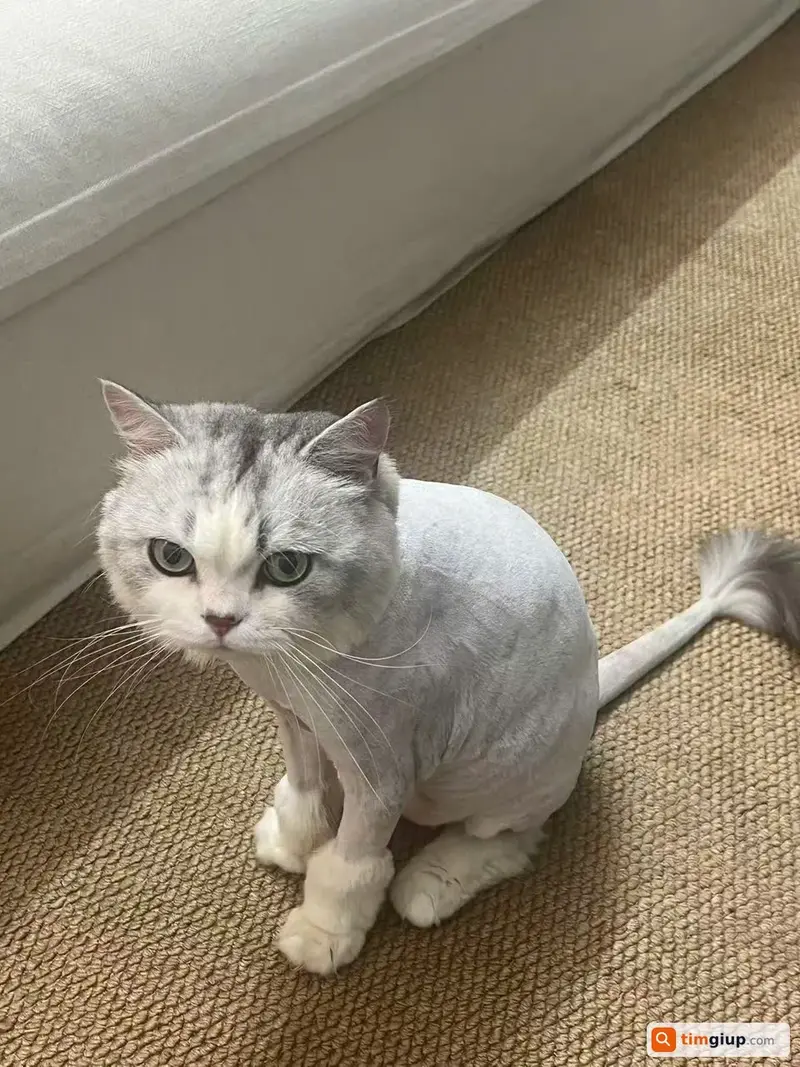 Tìm mèo Anh lông ngắn tên Hachi lạc tại Quận Hoàng Mai, Hà Nội