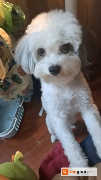 Tìm Chó Poodle Trắng Xám Tên Sữa Thất Lạc Ở Khâm Thiên, Hà Nội