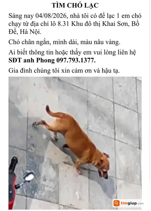 Tìm Chó Bun Thất Lạc Khu Vực Khai Sơn - Lý Sơn